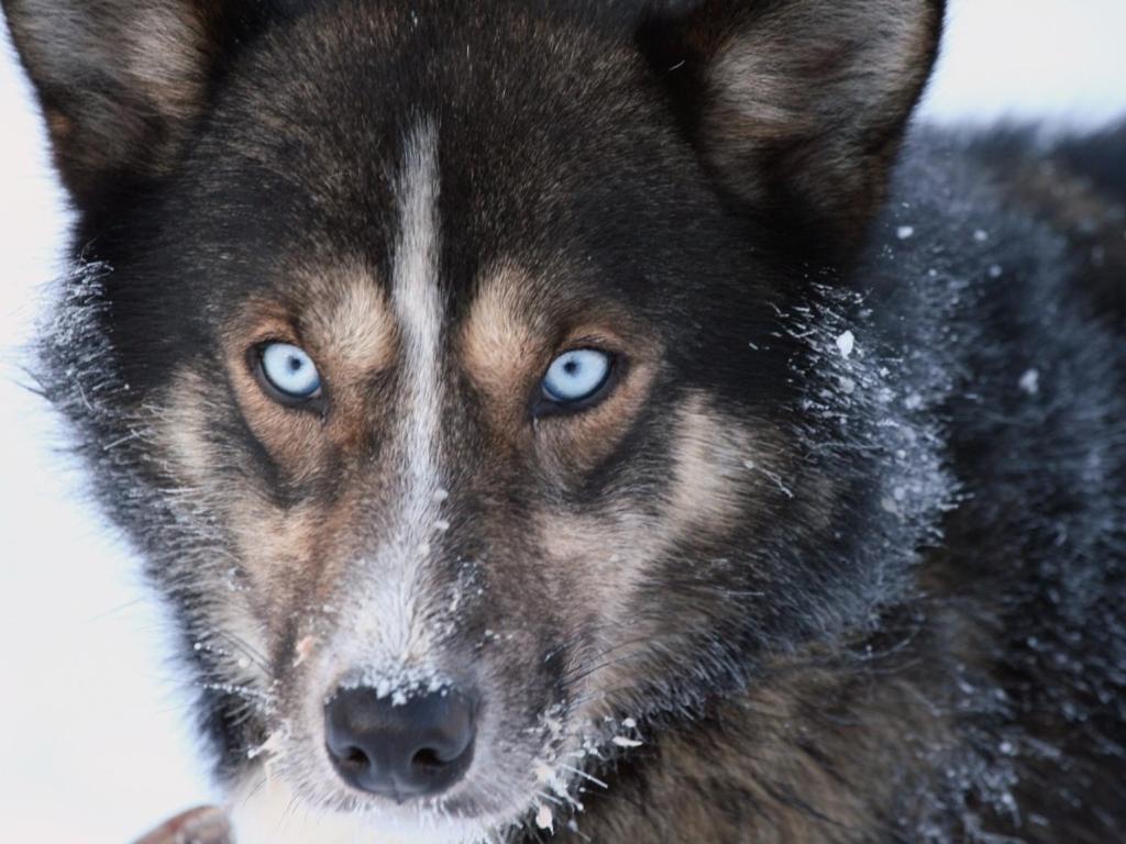 Engholm Husky Design Lodge Karasjok Kültér fotó