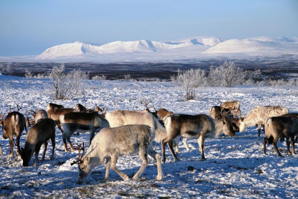 Engholm Husky Design Lodge Karasjok Kültér fotó